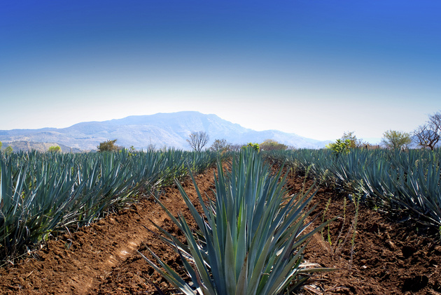 tequila y murciélagos