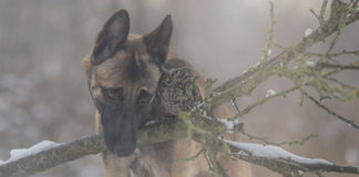 Un búho y un perro, la inspiración para Tanja Brandt