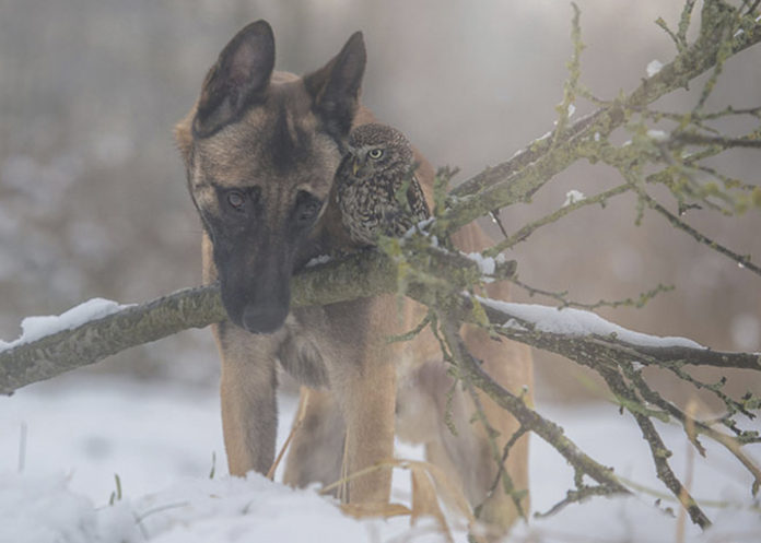 Un búho y un perro, la inspiración para Tanja Brandt