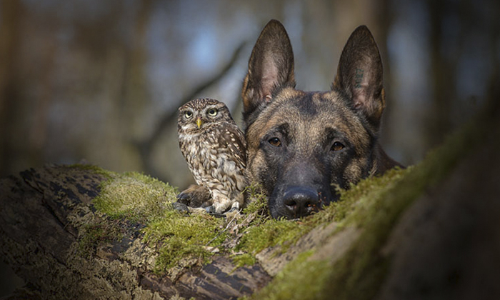 Un búho y un perro, la inspiración para Tanja Brandt