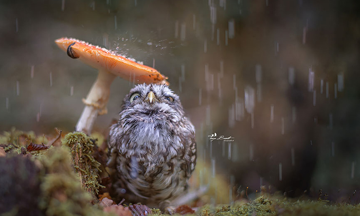 Un búho y un perro, la inspiración para Tanja Brandt