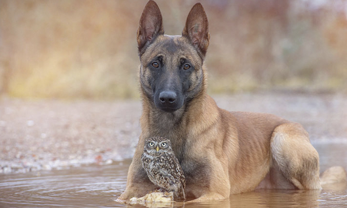 Un búho y un perro, la inspiración para Tanja Brandt