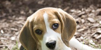 Tiendas de mascotas de California solo venderán gatos, perros y conejos rescatados