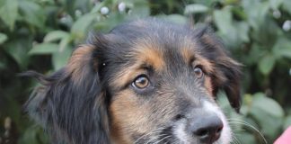 Crean el Tinder para perros